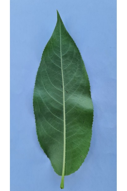 Верба п’ятитичинкова - вигляд нижньої поверхні листка